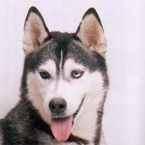 シベリアンハスキーブリーダーpets Hop犬舎