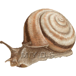 蝸牛 カタツムリ でんでん虫のイラスト 条件付フリー素材集