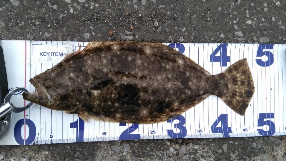 仕事帰りの釣りログ 初ヒラメは突然に