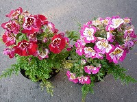 １１月２日の誕生花 シザンサスの花言葉 いつまでも一緒に エキゾチックで華やかな花の あなたと踊ろう 弥生おばさんのガーデニングノート 花と緑の365日 楽天ブログ