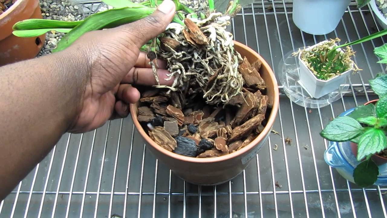 Shriveled Pseudobulbs (Cattleya Orchid Update) 