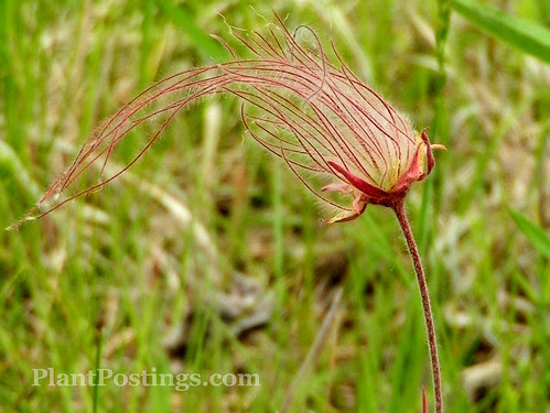 prairiesmoke