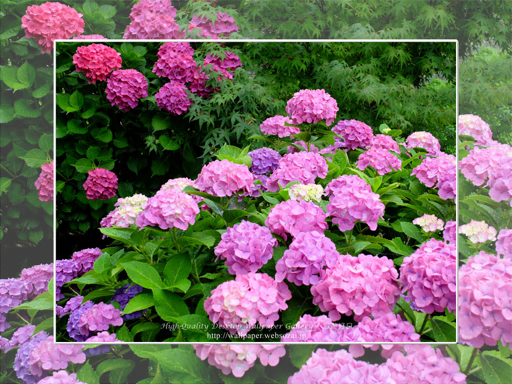 紫陽花 1 高画質デスクトップ壁紙館 写遊好日
