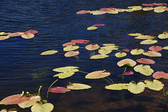 20090709 Lily Pads