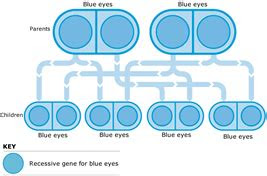  eye color genetics chart eye color chart genetics eye color chart