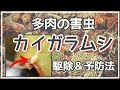 多肉 植物 カイガラムシ 駆除 340153-梅の木 タマ カタ ���イガラムシ 駆除