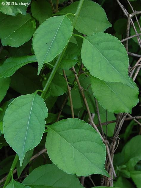 In this instructable i'll show you how to trim your pothos plant, ta. Celastrus orbiculatus (Oriental Bittersweet): Minnesota