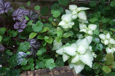 日陰の植物 小さな庭とちょっとの手作り