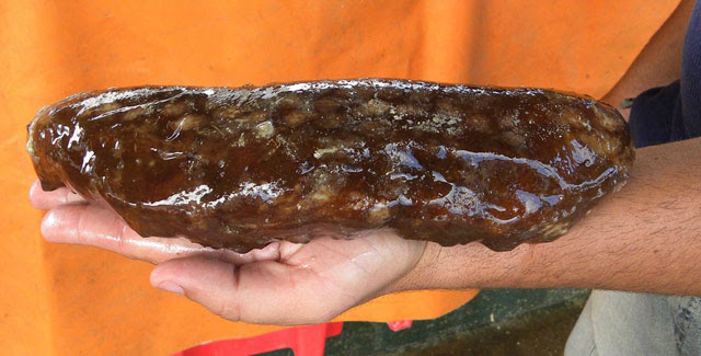 Vista de un pepino de mar, producto exportable de la Empresa Pesquera Industrial La Coloma, en Pinar del Río, Cuba, 1 de abril de 2019.   ACN   FOTO/Evelyn CORBILLÓN DÍAZ