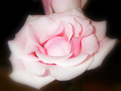 Pink Rose