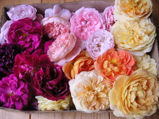 ポプリ こんなにたくさんのバラをポプリ用にいただきました ２００７ ６ ここにあるだけでも いったい何種類 って感じなのですが このバラ を育てている方のお宅には ３０種類以上のバラが植えてあり ６月のシーズンは とても綺麗で