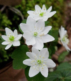 GSMA Announces Spring Wildflower Pilgrimage Dates