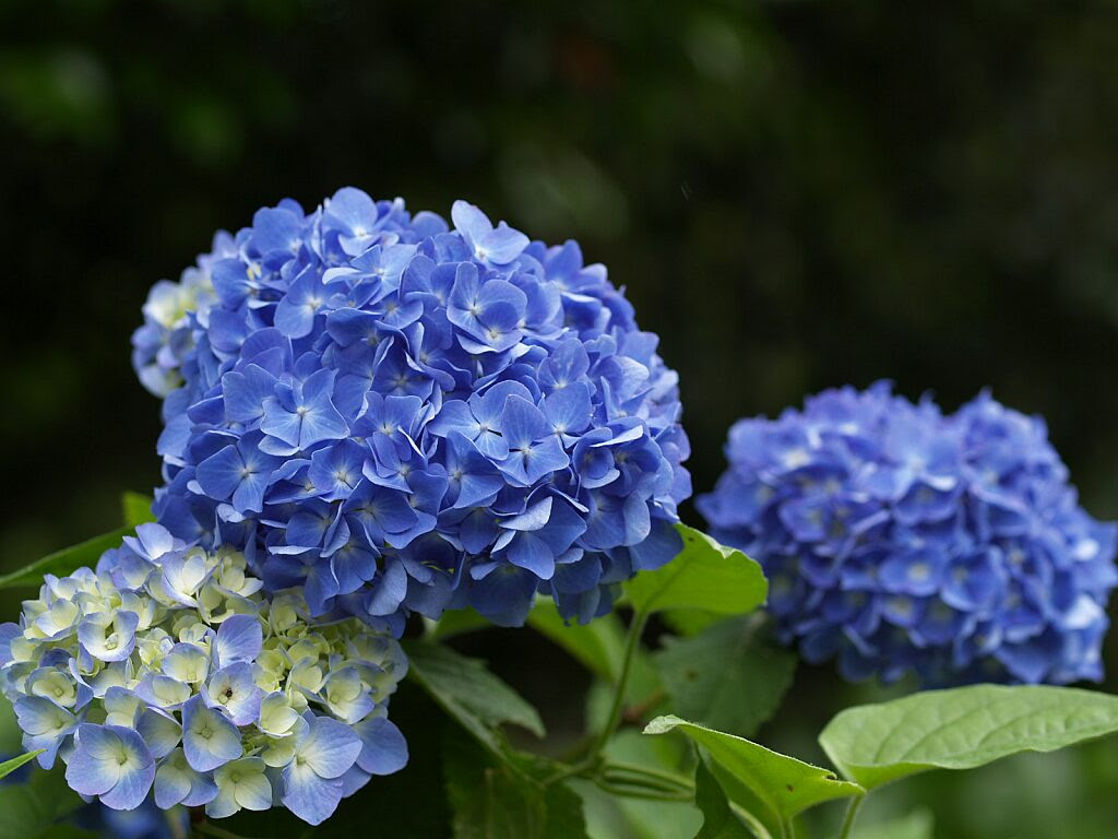 フリー植物素材 草花 アジサイ 青 ヤエ素材