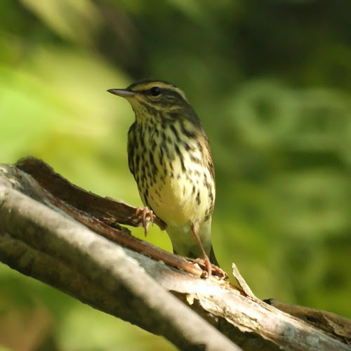 Northern Waterthrush