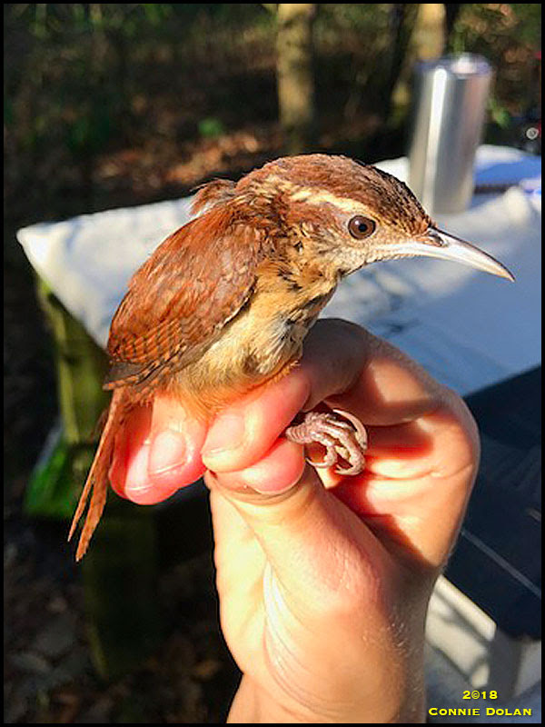Carolina Wren
