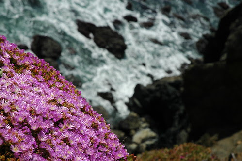 Flowers at Point Bonita