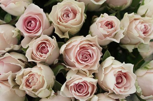 株式会社 藤原農園 岡山県笠岡市のバラ生産会社 リメンブランス バラの花束 アレンジ 1