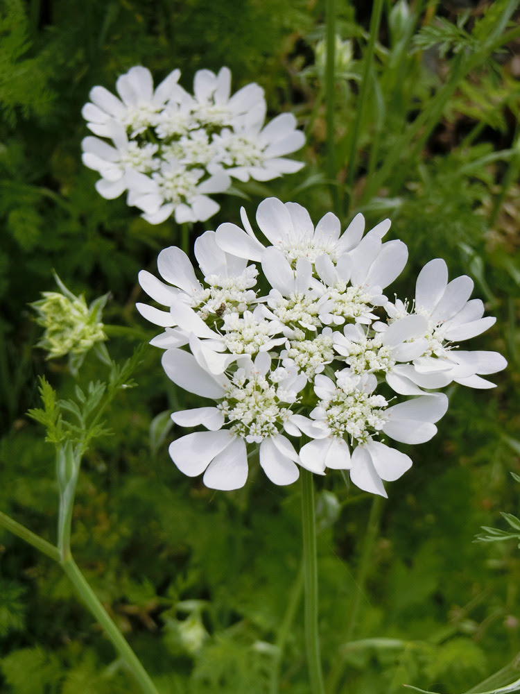 オルレア ホワイトレース グランディフローラ 5月上旬撮影 18 19 路上観賞の花 年 公園花壇の花 K U R A D A S H I