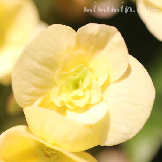 リーガースベゴニア エラチオールベゴニア の花言葉 名前の由来 みみみんブログ