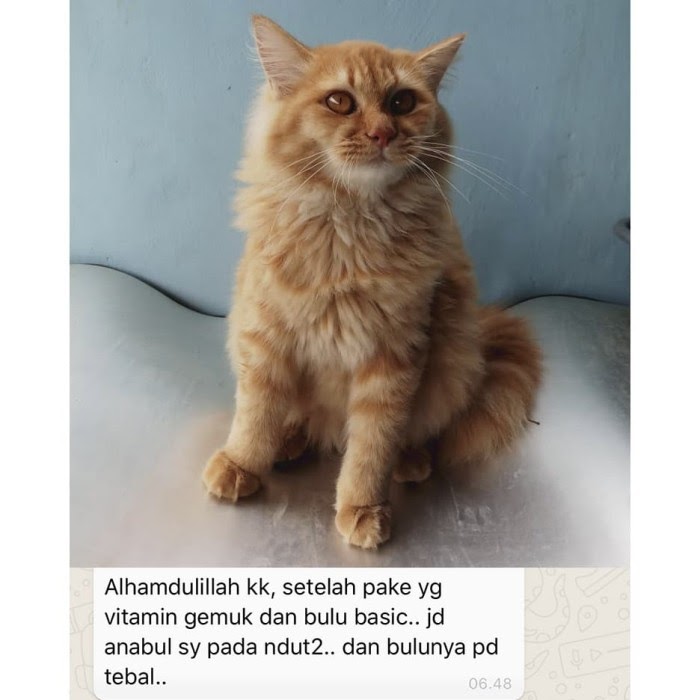 23+ Bulu Kucing, Motif Baru!