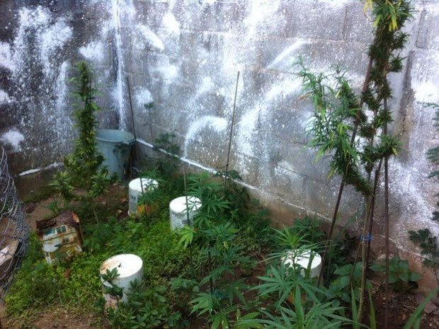 No quintal havia grande quantidade de maconha (Foto: Divulgação/ Polícia Civil)