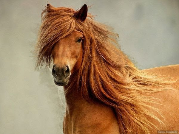 ANIMAUX:chevaux-HORSES