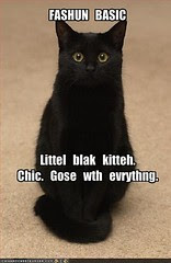 funny-pictures-a-little-black-cat-goes-with-everything
