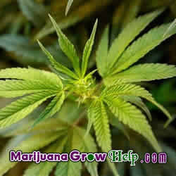 Mother Plant