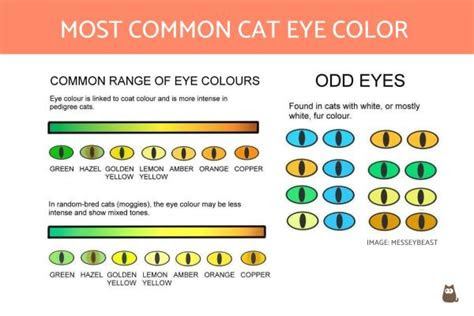  cat eye color chart cat tales lesser loved warriors stories and more