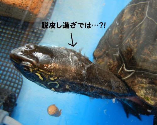 クサガメと暮らす クサガメ 皮膚の脱皮がすごいよ