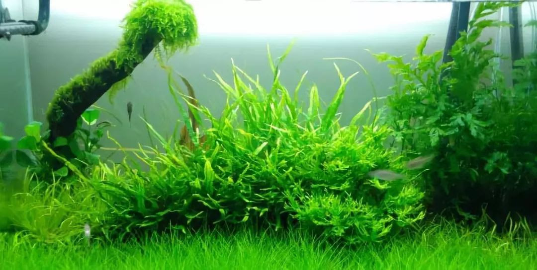 不需要二氧化碳的水草不喜欢给缸加co2设备的小伙伴可以