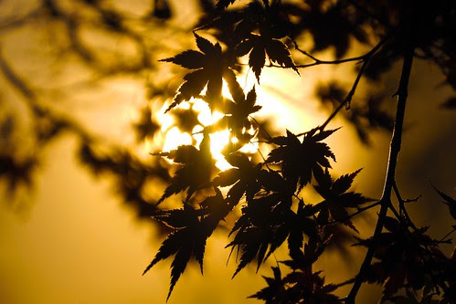 逆紅葉