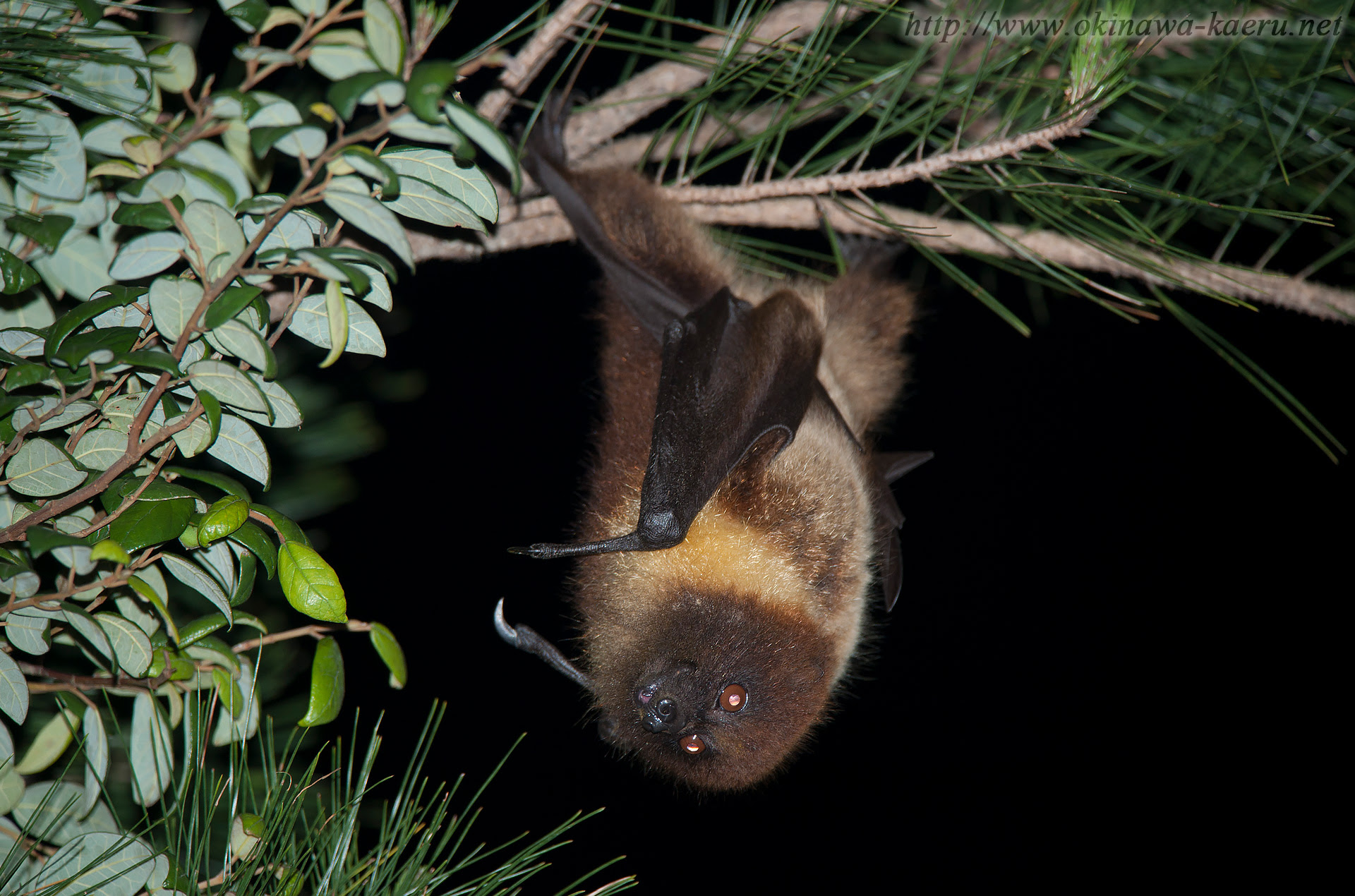 オリイオオコウモリ Pteropus Dasymallus Inopinatus Orii Flying Fox 沖縄の哺乳類 おきなわカエル商会