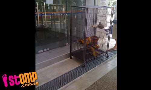  Wild animals found at police post: Someone must have kept them illegally