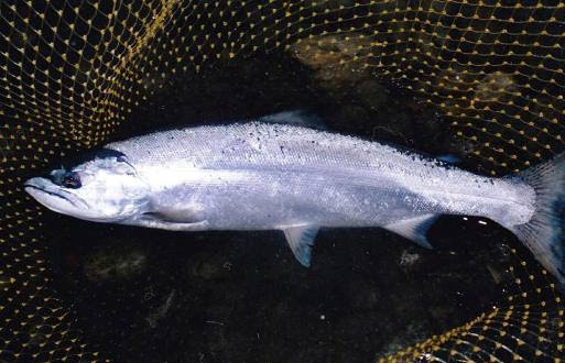 執念でサクラマス餌釣り完了 初鮎釣り サクラマスのブログ 楽天ブログ