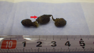 うさぎの蟯虫 オアシス便り 垂水オアシス動物病院