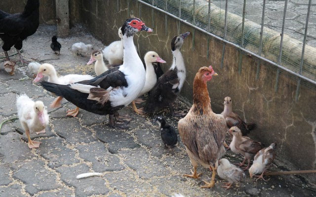 17+ Ide Penting Cara Ternak Ayam Kampung