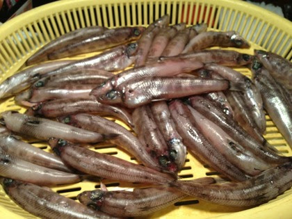 メヒカリ いわきの魚 いわき観光 いわきグルメの情報サイト