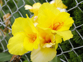 カンナ 花言葉しらべ