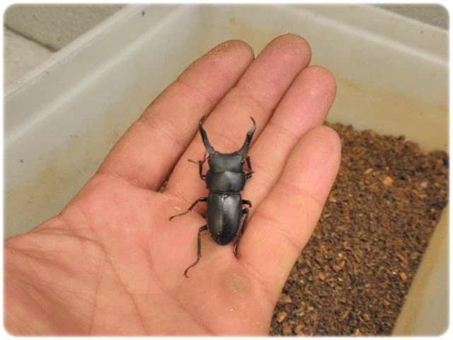 コクワガタが産卵していたようです マットの中に幼虫が