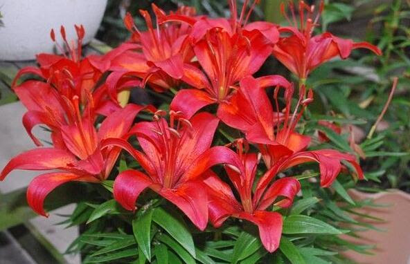 盆栽百合花这样养 记住4个 小细节 开花多 单头变多头 种球