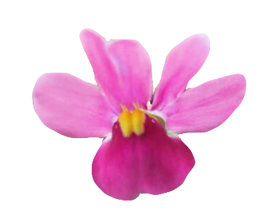 ネメシア フラワーンダフル千華園