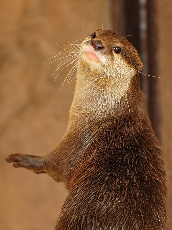 振り向きポーズのカワウソ カワウソ 愛媛県立とべ動物園にて撮影 とべ動物園 動物園写真クラブ愛媛 公式webサイト