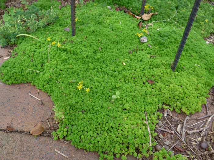 メノマンネングサ 植物写真鑑