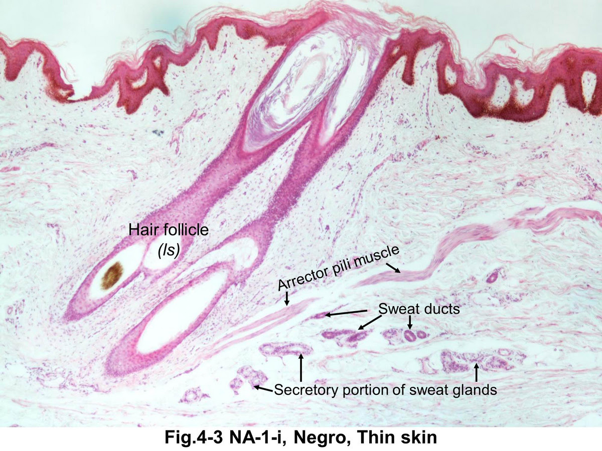 follicle hair