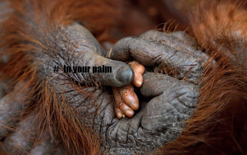 Help STOP deforestation to create palm oil, it’s in your palm
