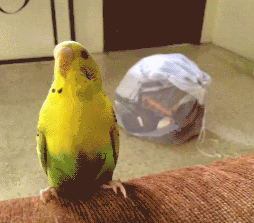 インコ好きが悶絶する可愛いgifアニメ 50枚 Surilog