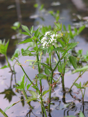 セリ 水辺の植物 水辺の生き物図鑑 流域ネット
