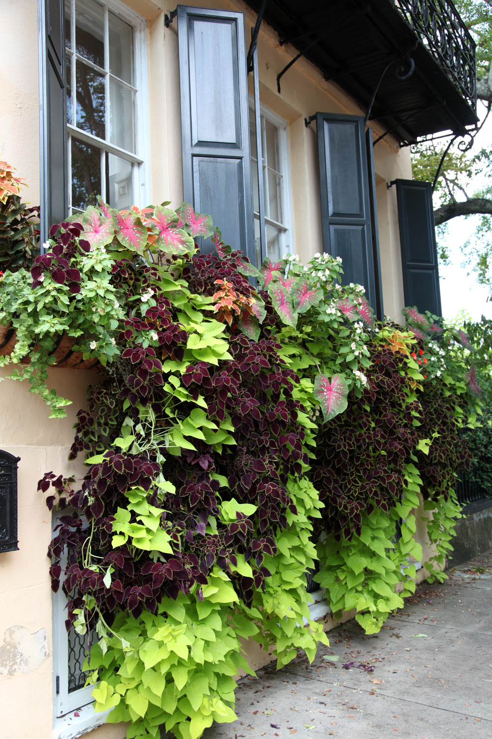 flowering vines window for boxes Window Vines Statue Charleston One &  Part Boxes, 3: Playful Stately