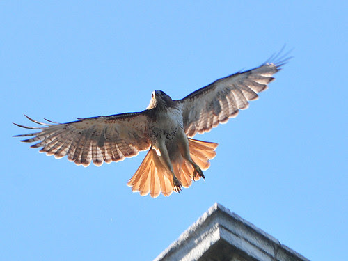 Isolde Leaps